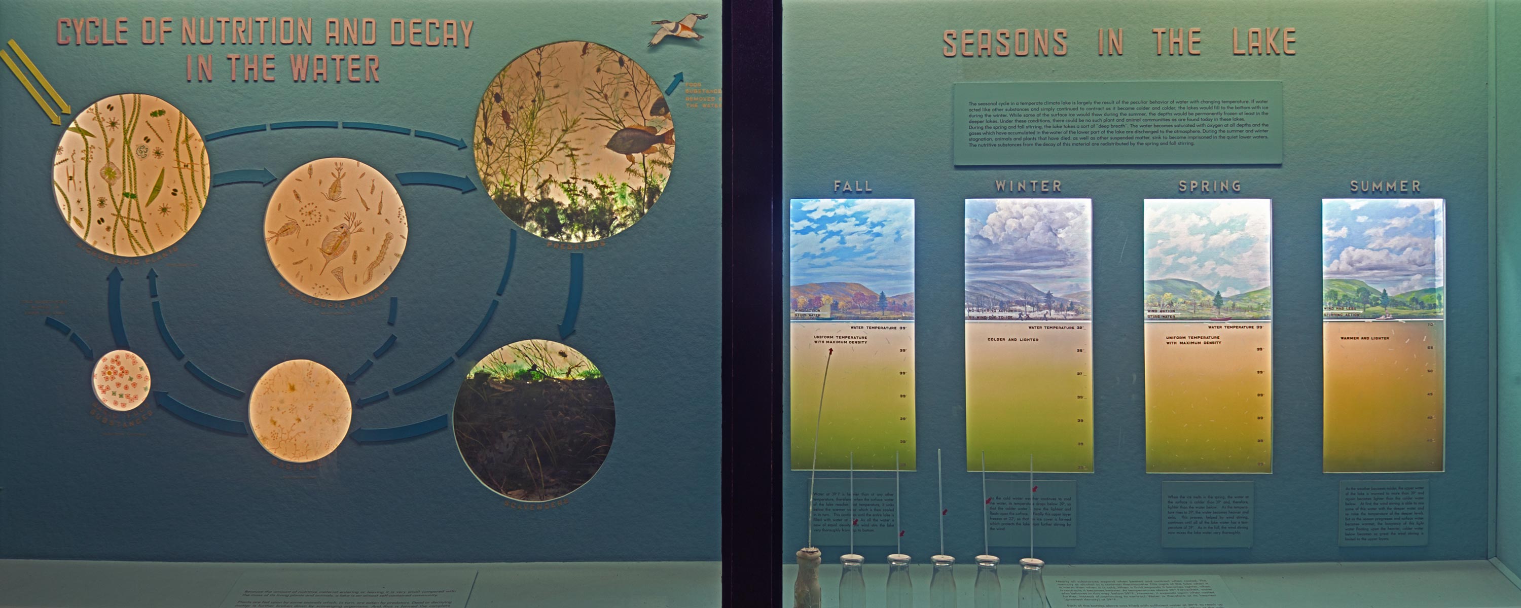 Museum case showing a graphic representing the cycle of nutrition of decay in the water and models of the four seasons in a lake.