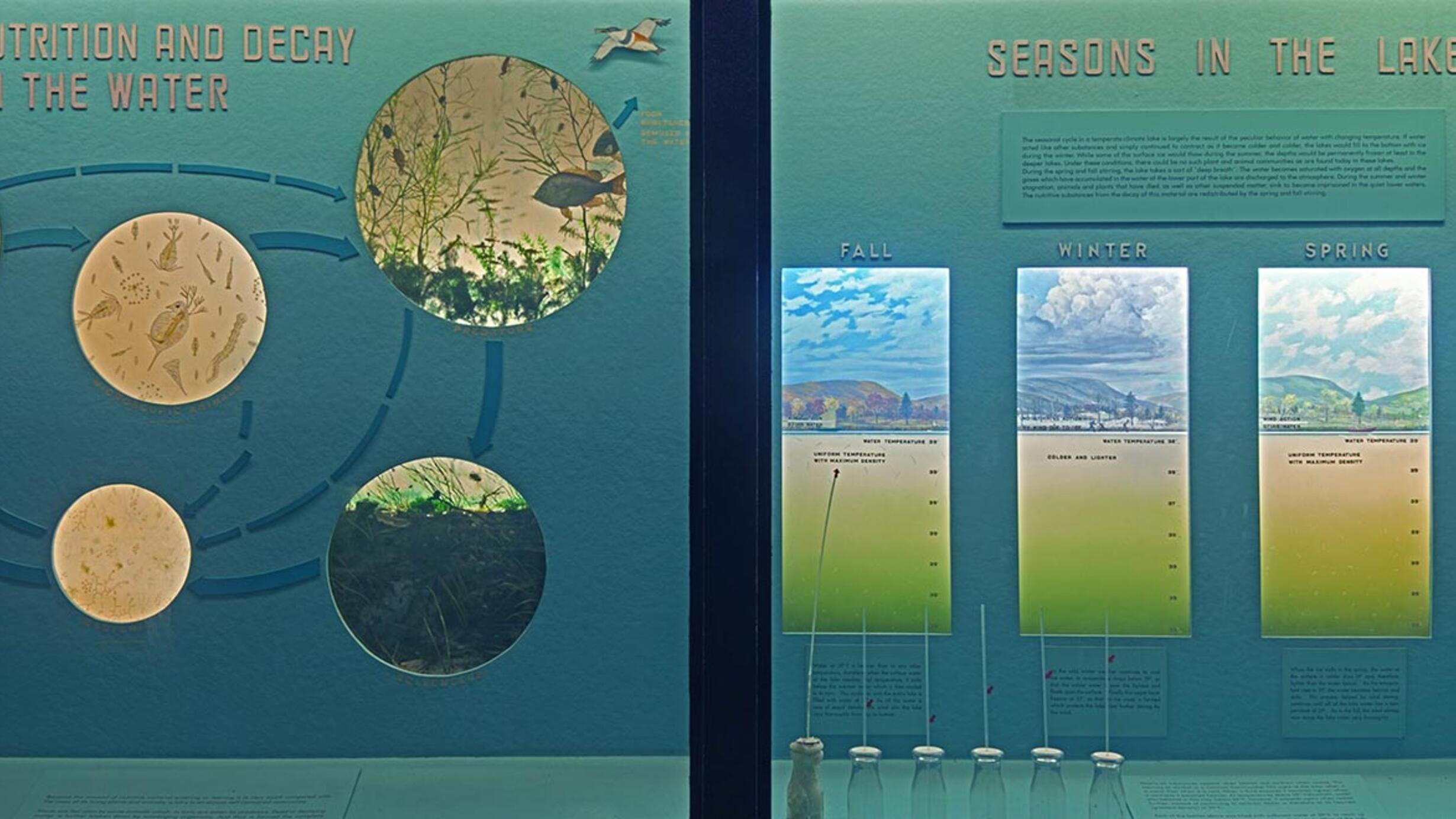 Museum case showing a graphic representing the cycle of nutrition of decay in the water and models of the four seasons in a lake.