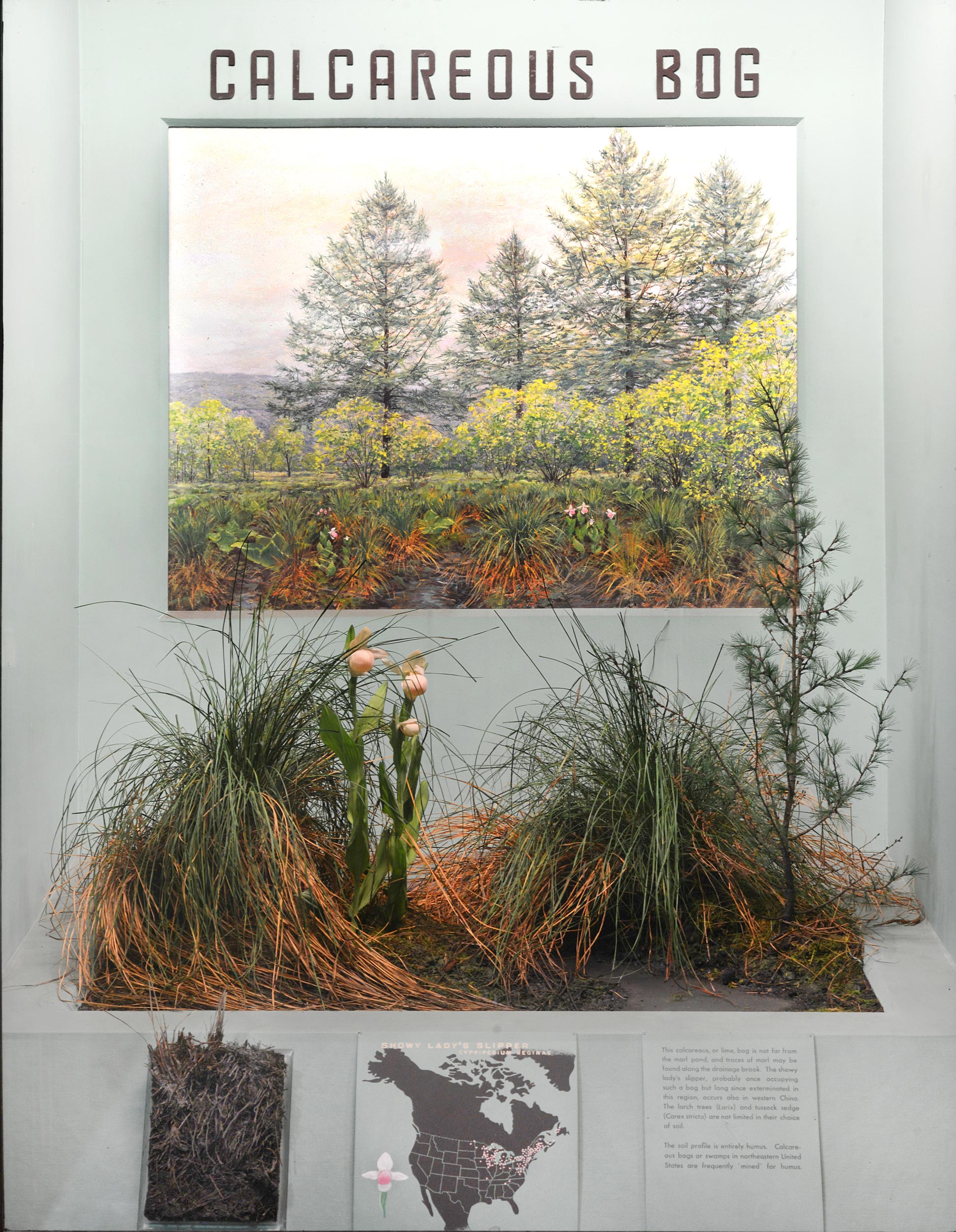 Museum case containing illustrations, graphics and models explaining the relations of plants to geology and soil in calcareous bog terrain.