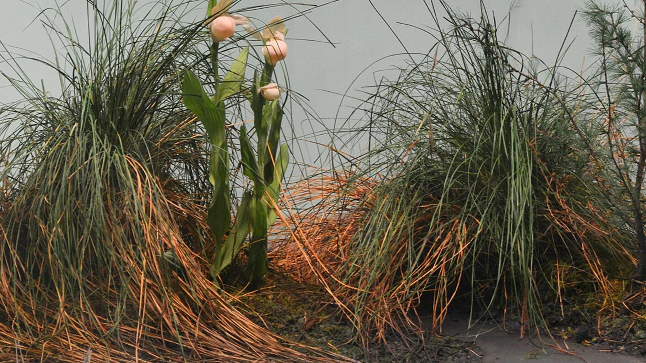 Museum case containing illustrations, graphics and models explaining the relations of plants to geology and soil in calcareous bog terrain.