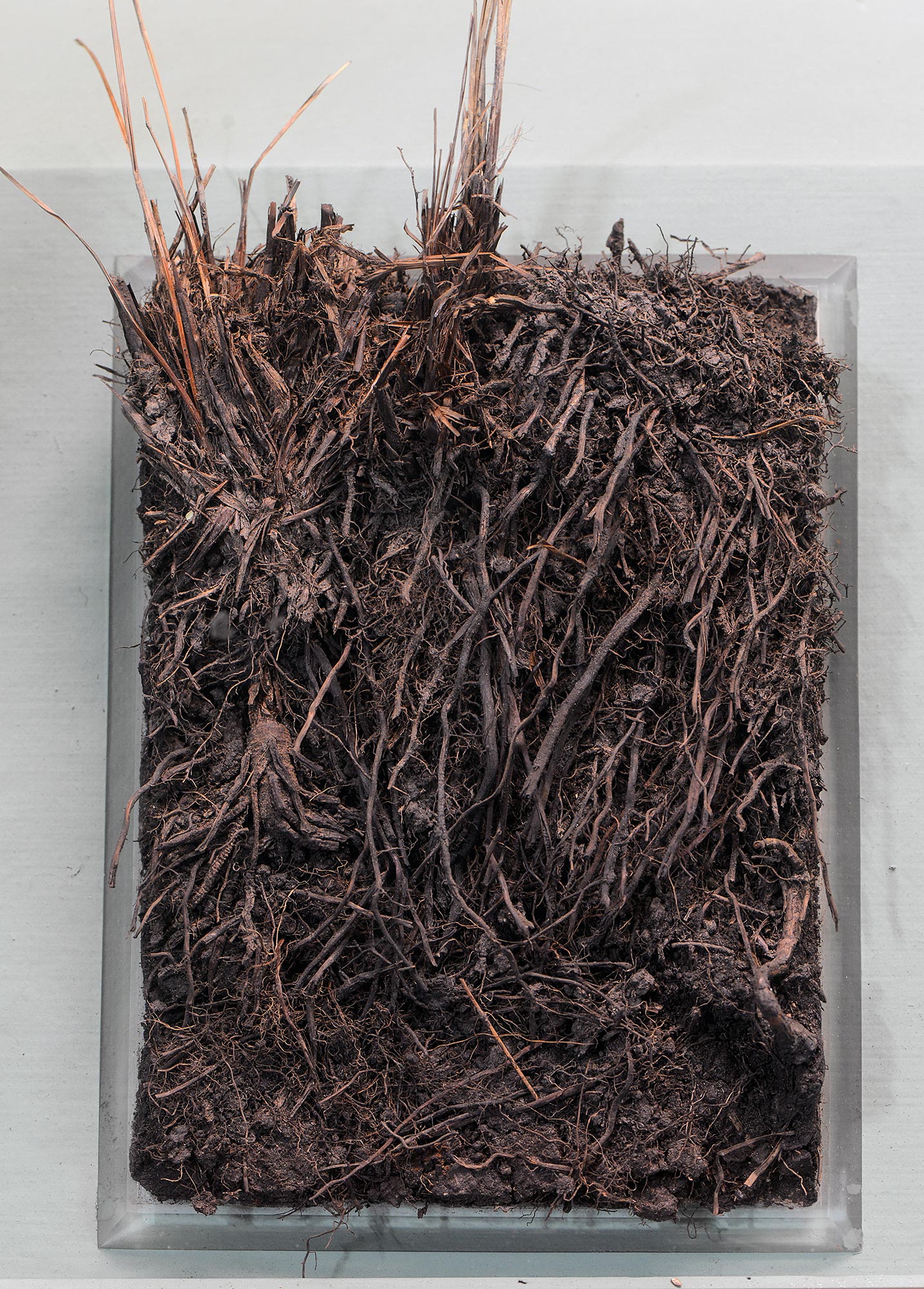 Calcareous bog soil profile