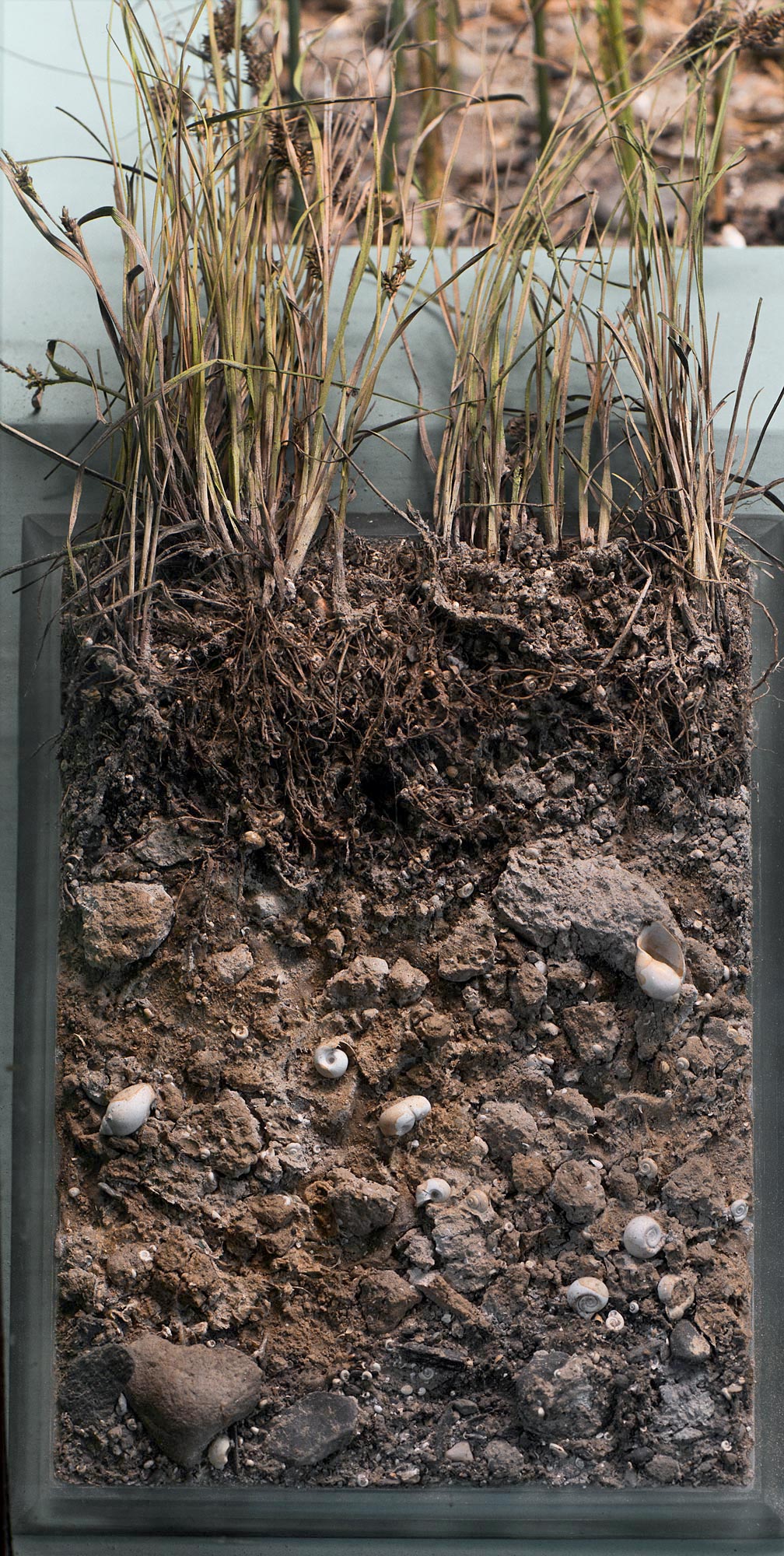 Marl soil profile
