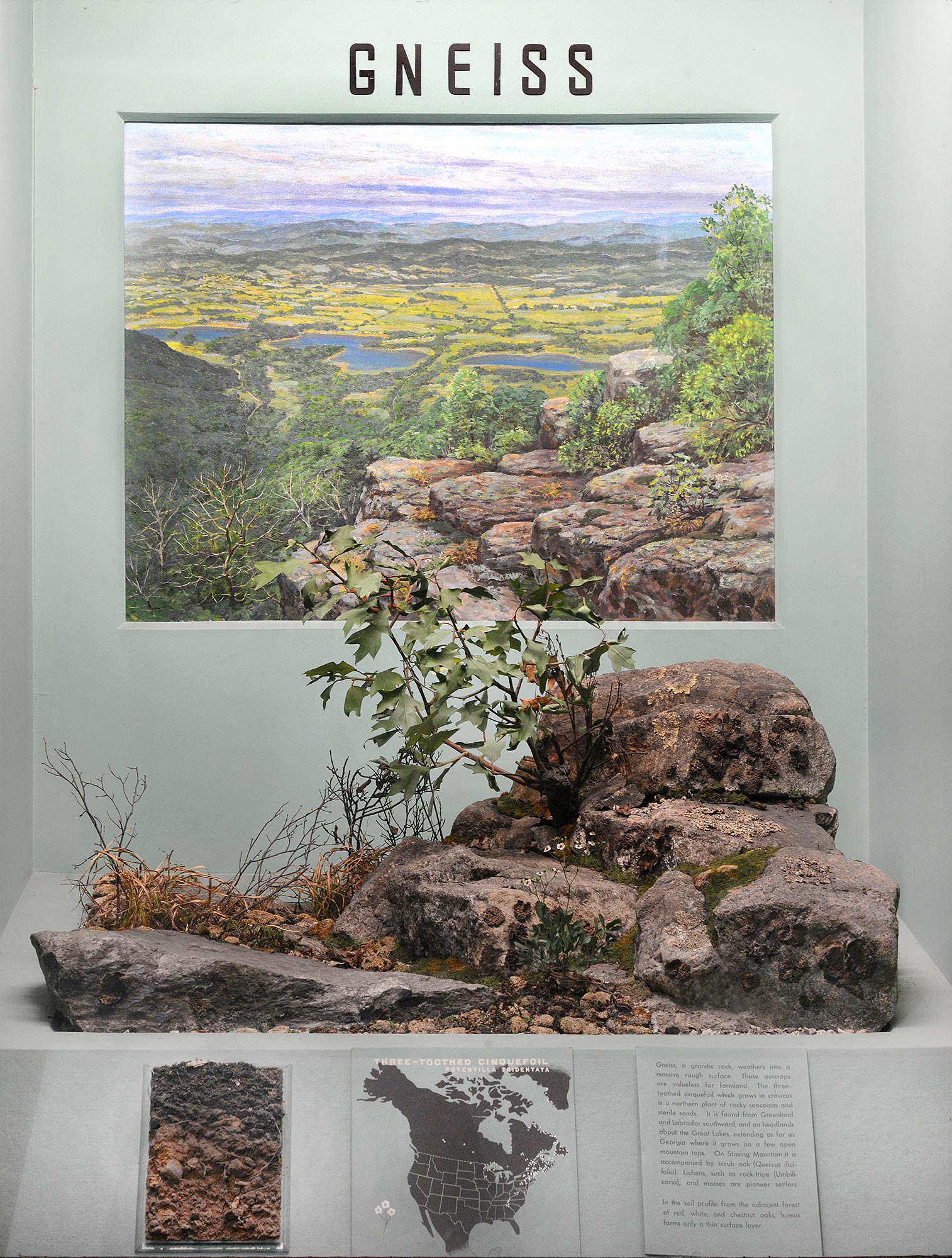 Museum case containing illustrations, graphics and models explaining the relations of plants to geology and soil in gneiss terrain.