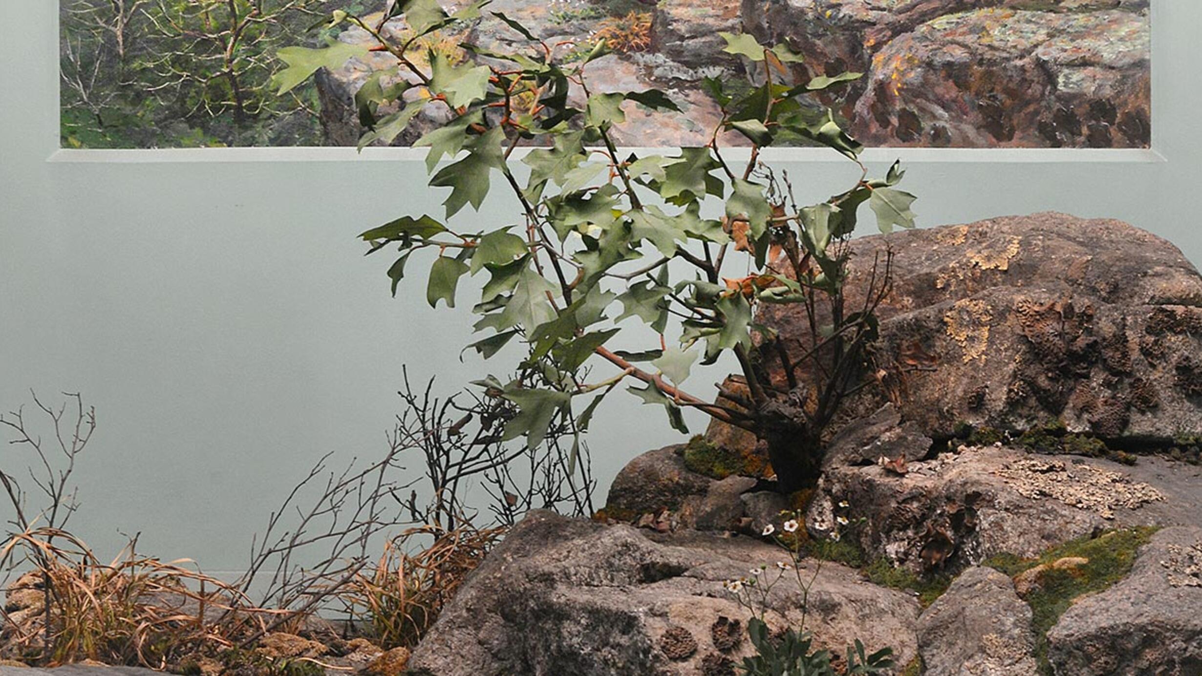 Museum case containing illustrations, graphics and models explaining the relations of plants to geology and soil in gneiss terrain.