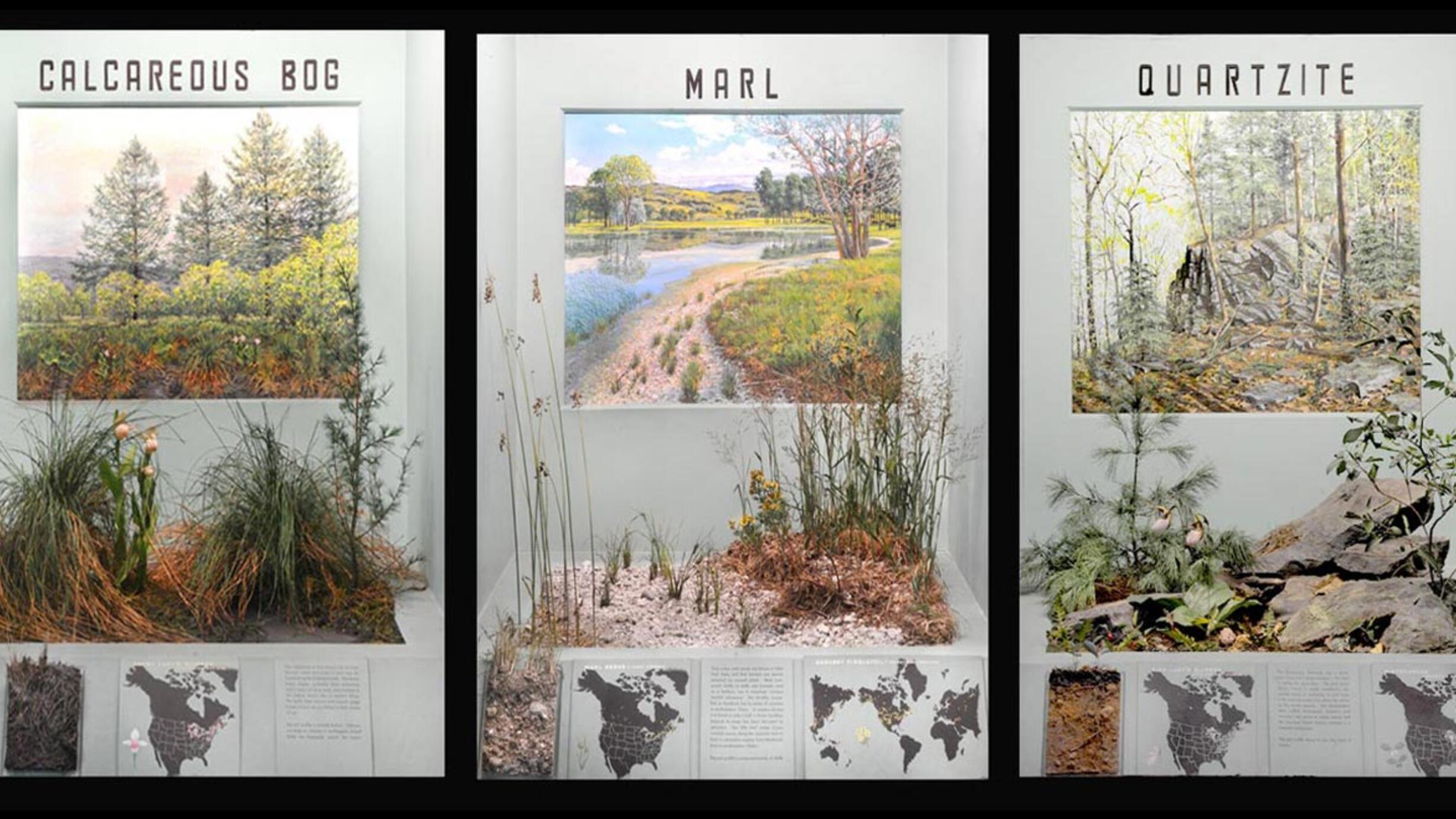 Museum cases showing landscapes, models of the ground and soil profiles for: gneiss, limestone, calcareous bog, marl, quartzite, shale