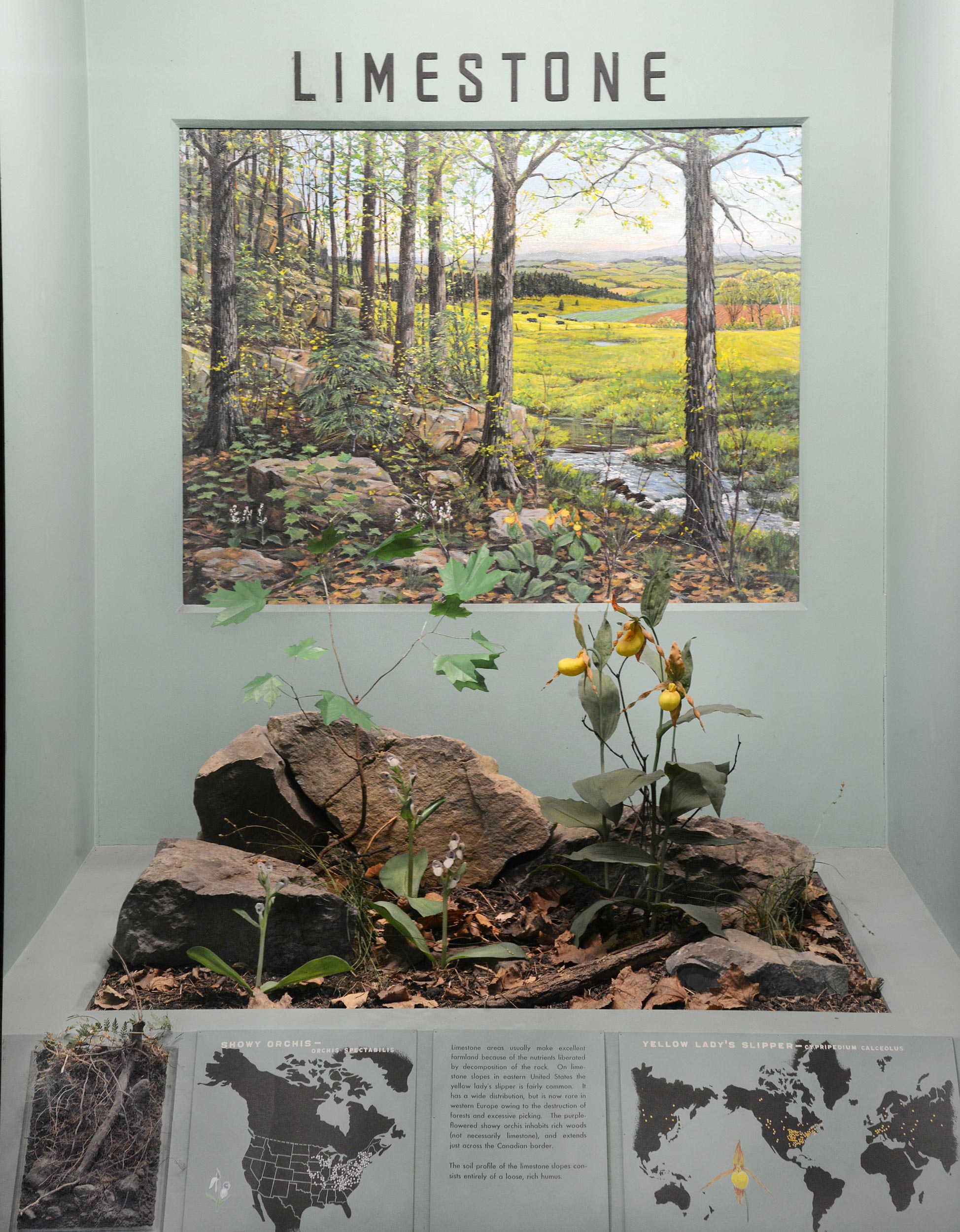 Museum case containing illustrations, graphics and models explaining the relations of plants to geology and soil in limestone terrain.