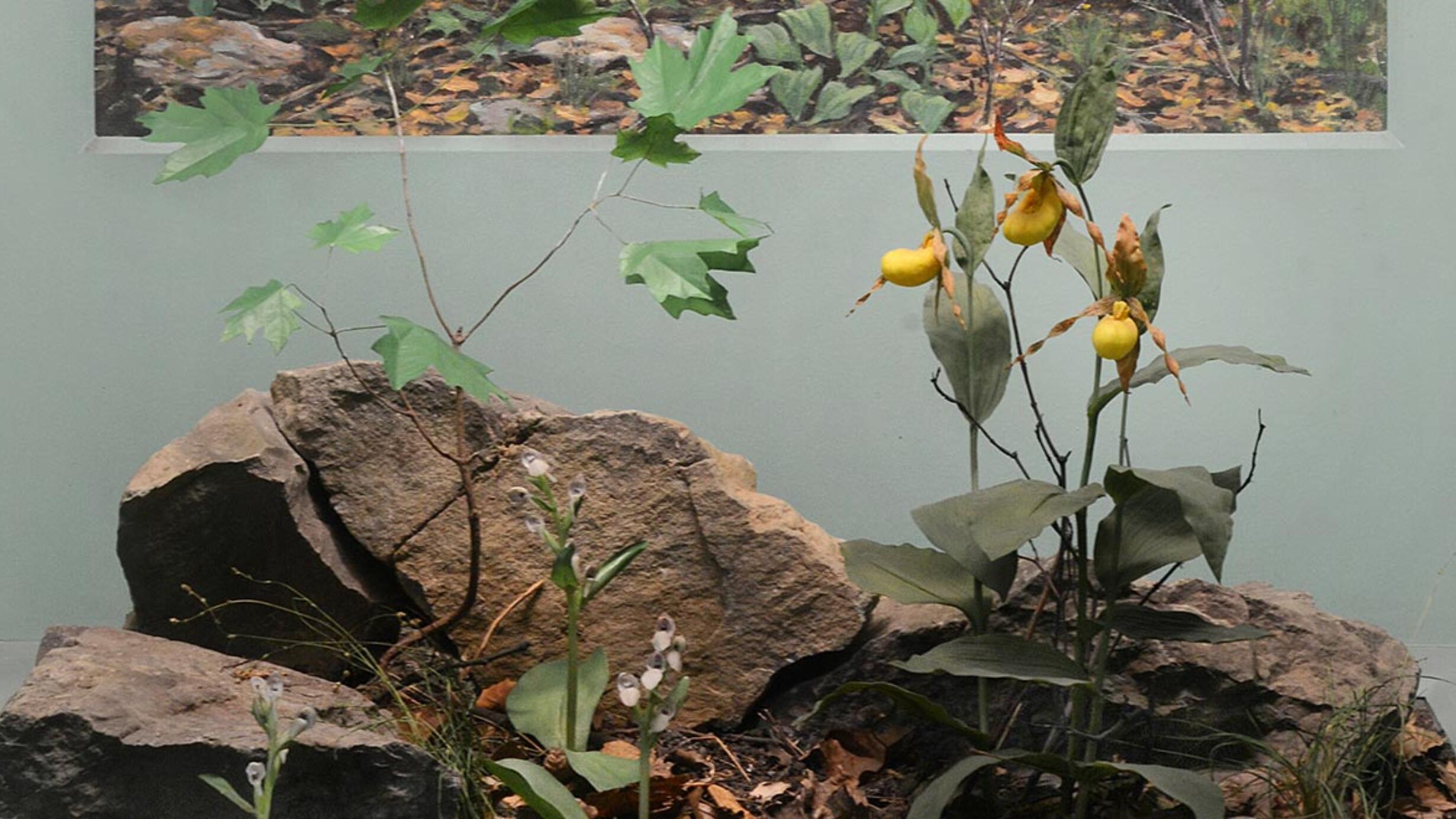 Museum case containing illustrations, graphics and models explaining the relations of plants to geology and soil in limestone terrain.