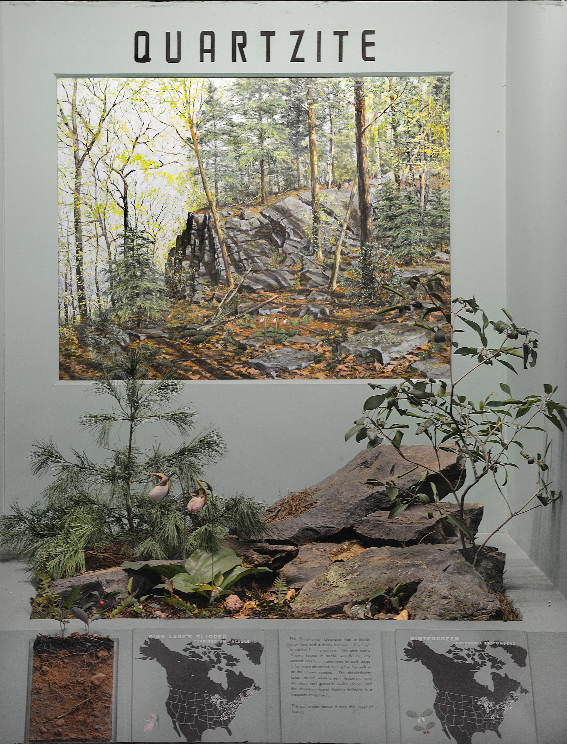 Museum case containing illustrations, graphics and models explaining the relations of plants to geology and soil in quartzite terrain.