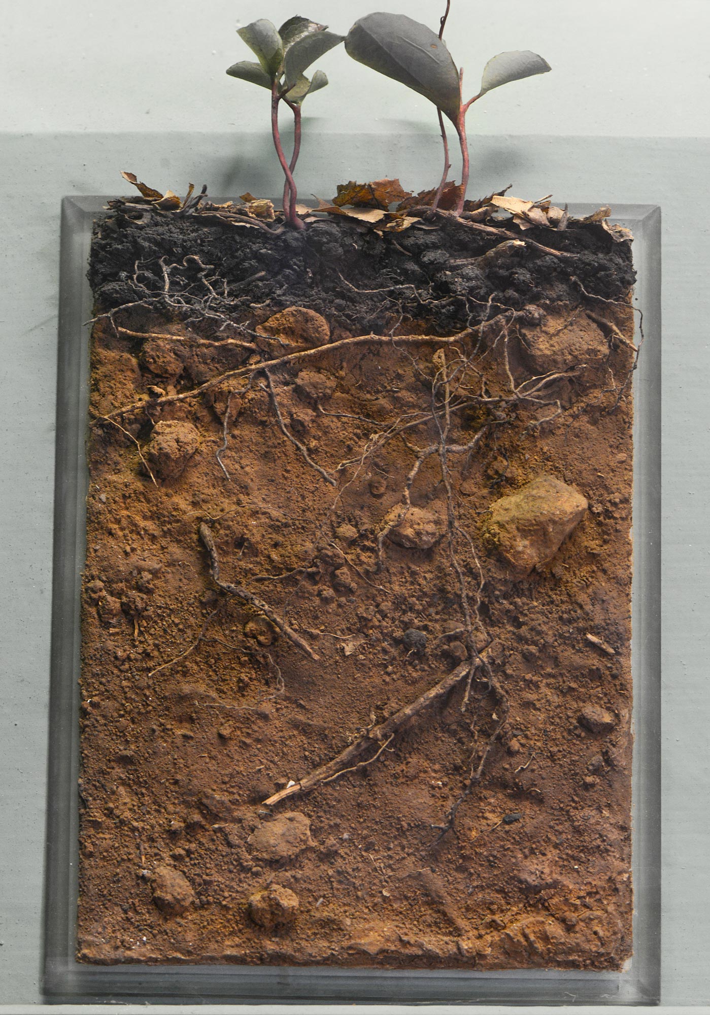 Quartzite soil profile