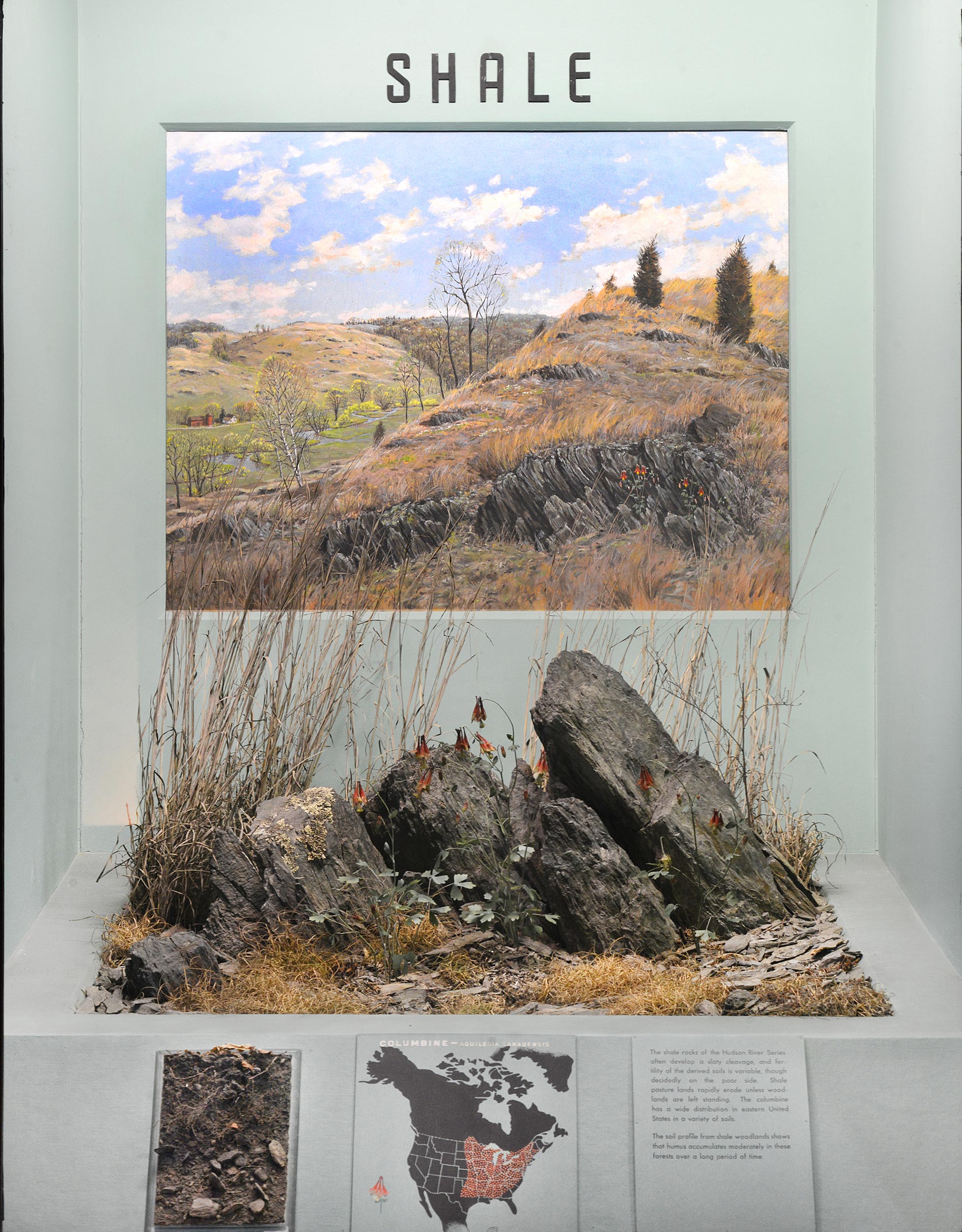 Museum case containing illustrations, graphics and models explaining the relations of plants to geology and soil in shale terrain.