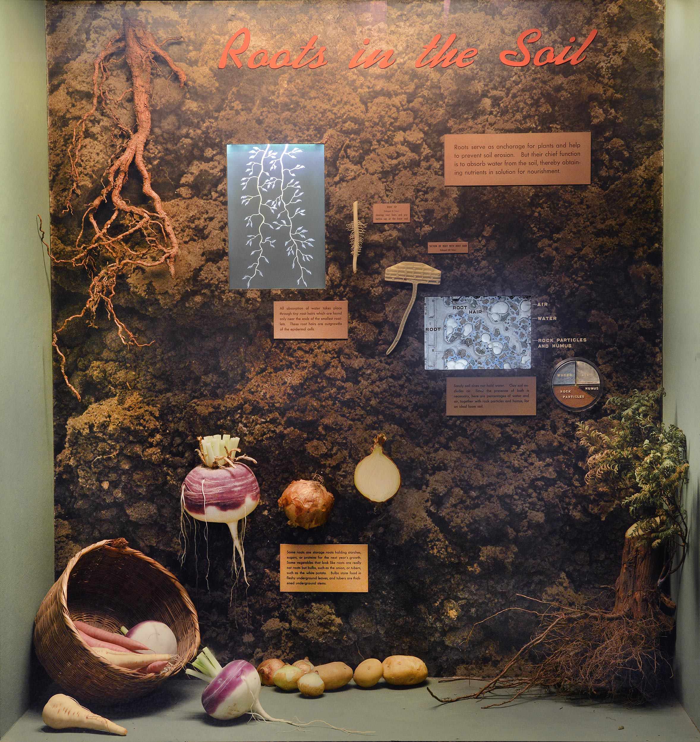 Museum case showing models of roots and tubers and illustrations of roots and soil.