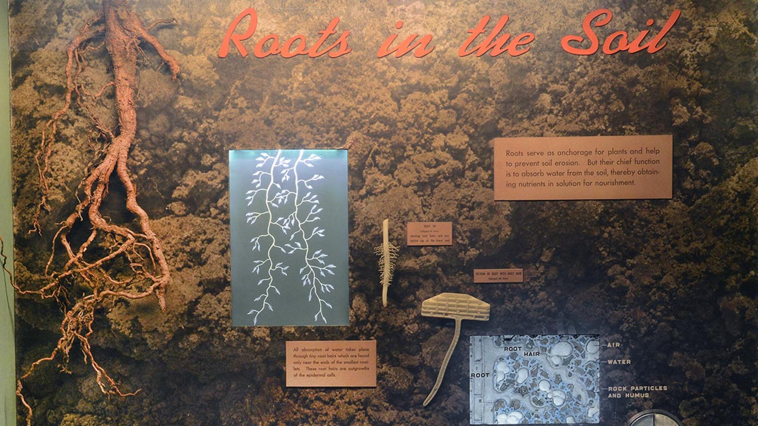 Museum case showing models of roots and tubers and illustrations of roots and soil.