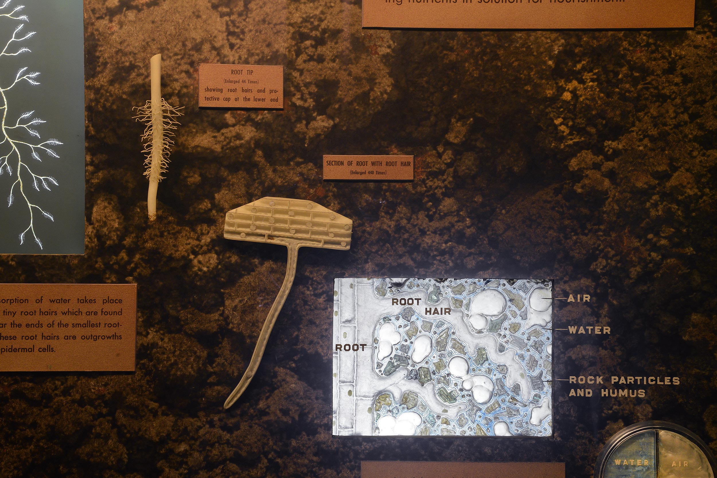 Section of museum case showing models and diagrams of roots and soils.