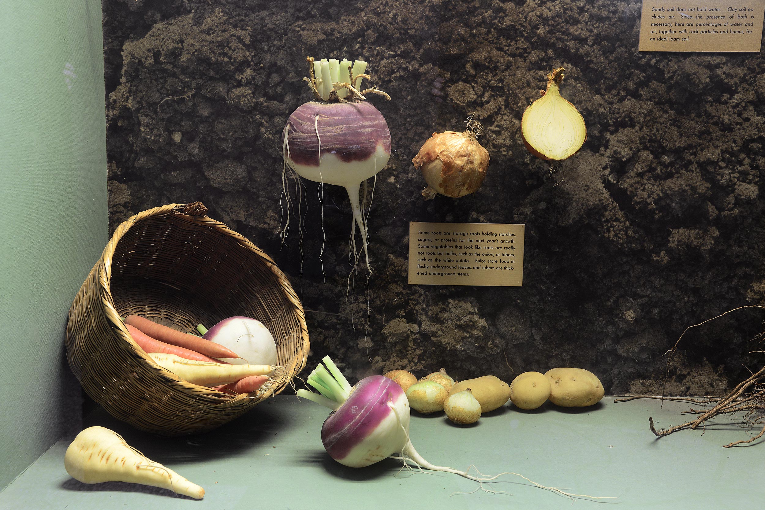 Section of a museum case showing a variety of tubers, including carrots, potatoes and others.