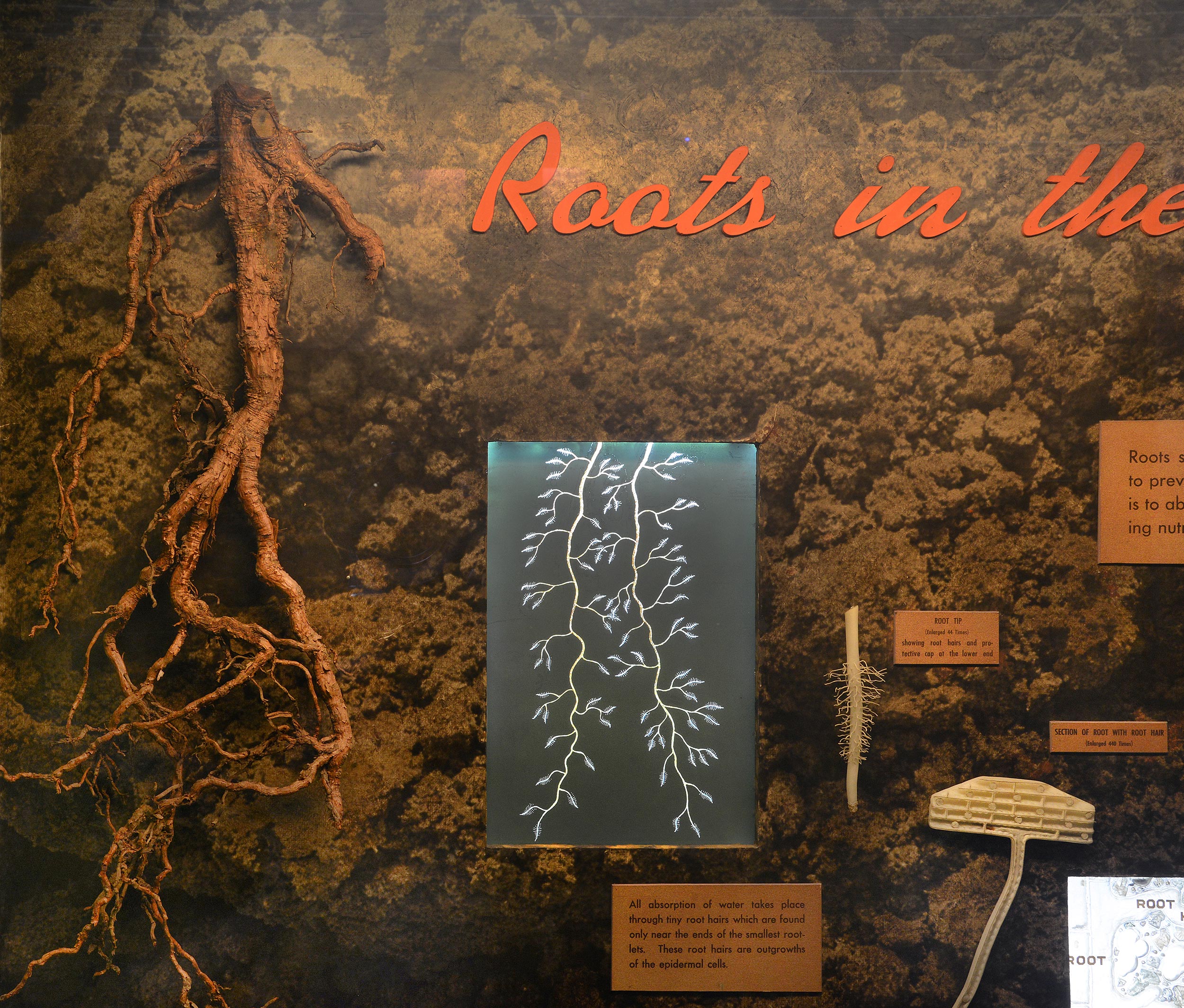 Section of an exhibit case showing models and dioramas of roots.