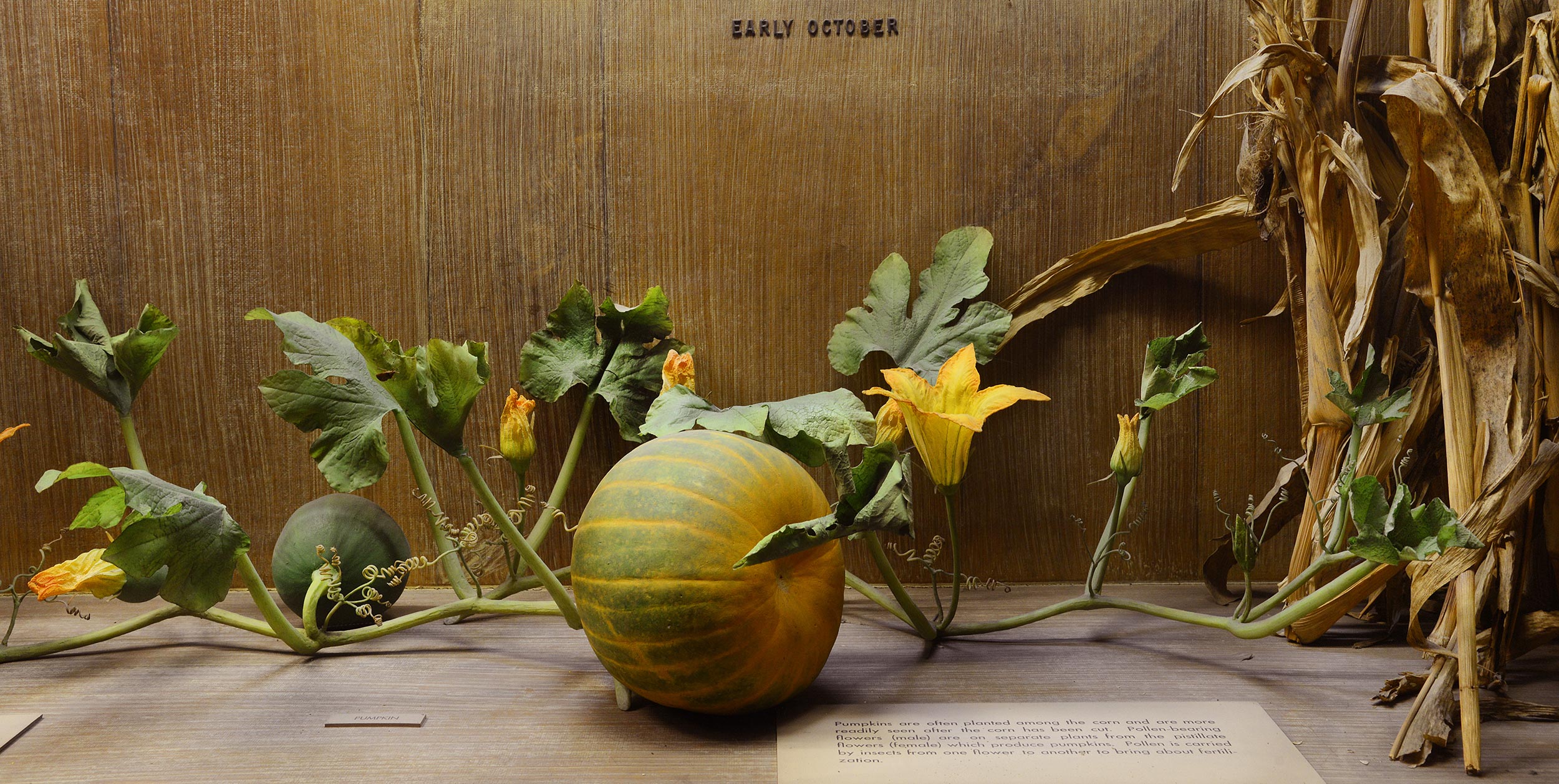 Section of a museum case showing corn and a pumpkin plant.