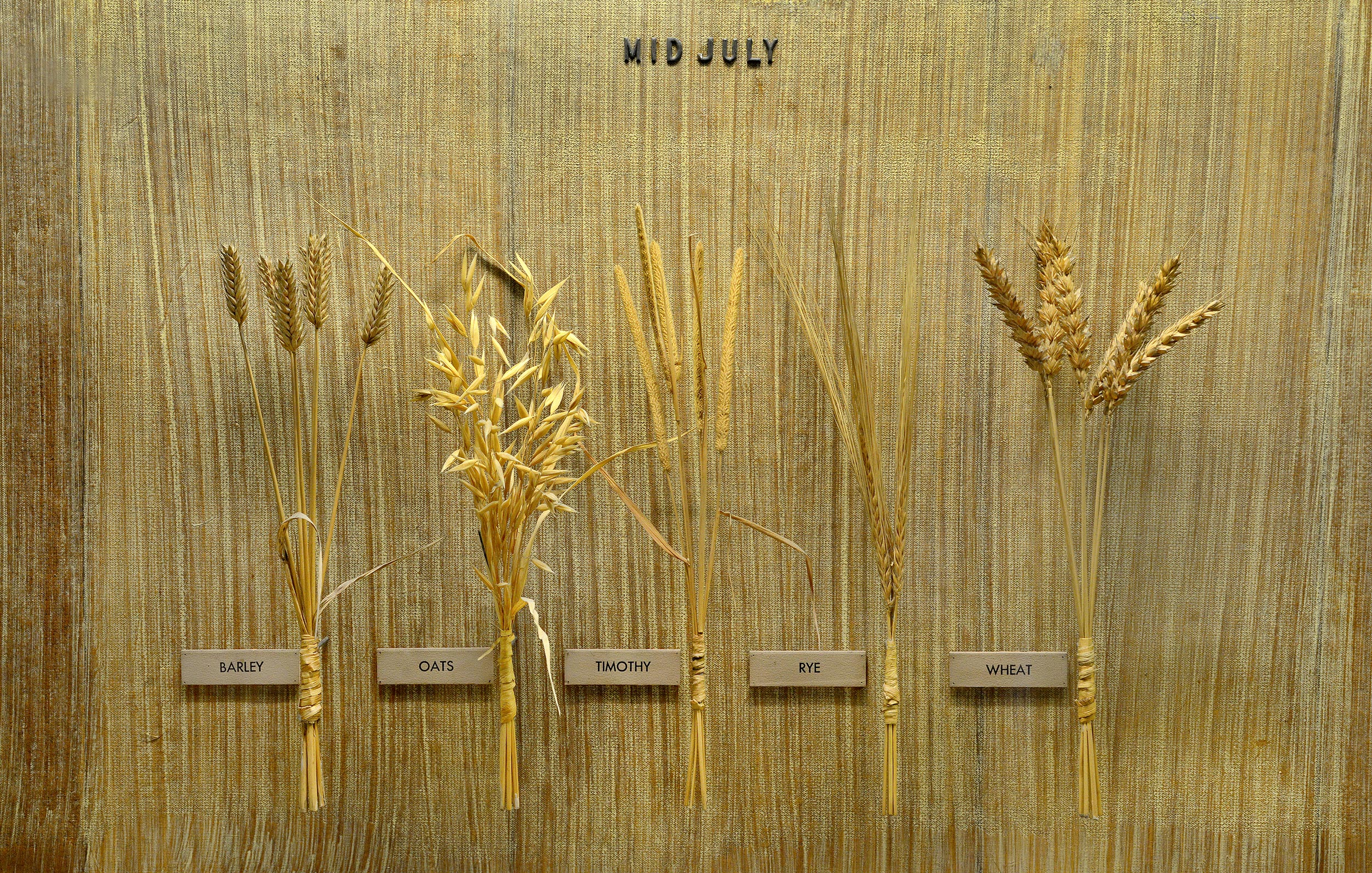 Section of a museum case showing barley, oats and other crops.