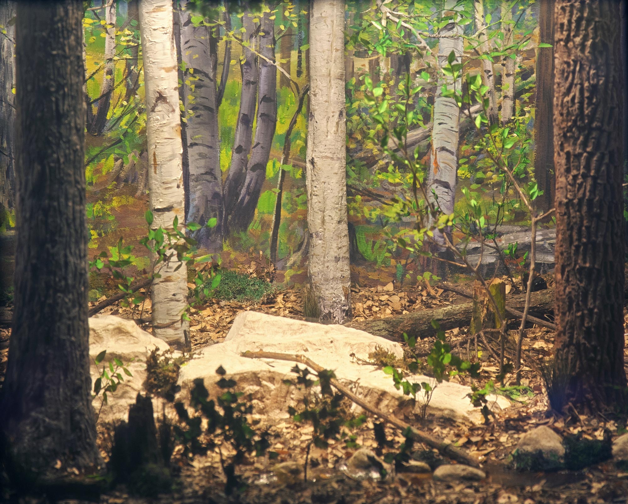Diorama showing the flora of the woods in the Spring.