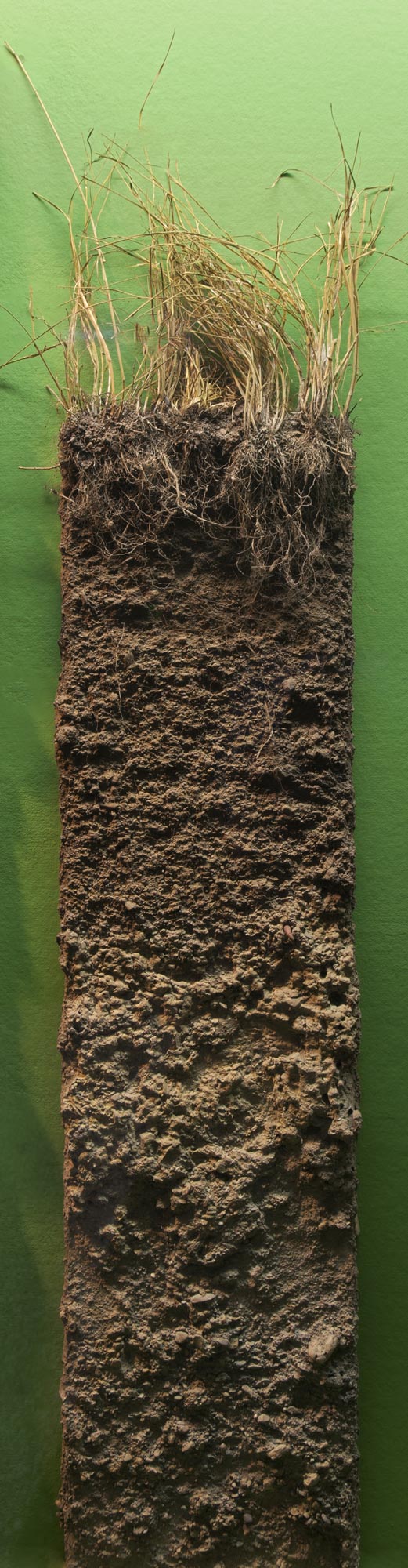 Soil profile of stratified alluvial soil