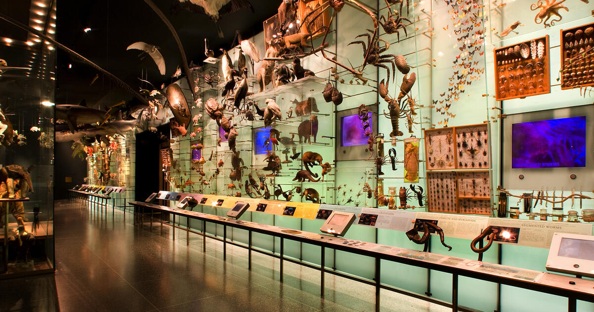 The Theodore Roosevelt Hall of Biodiversity AMNH