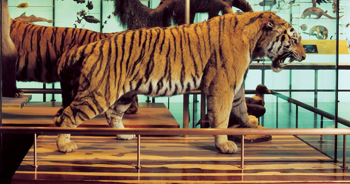 Siberian Tiger Exhibit in the Hall of Biodiversity | AMNH