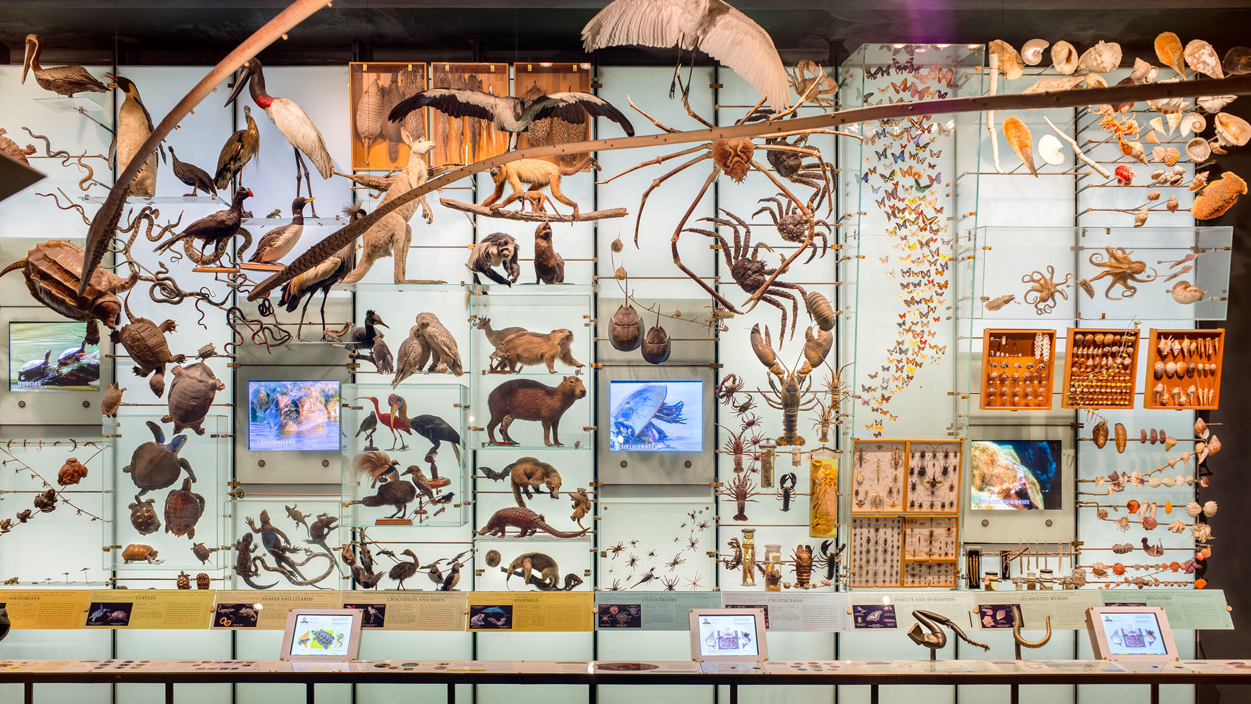 1,500 specimens representing a wide range of bacteria, fungi, plants, and animals are displayed on a long wall in the Hall of Biodiversity.