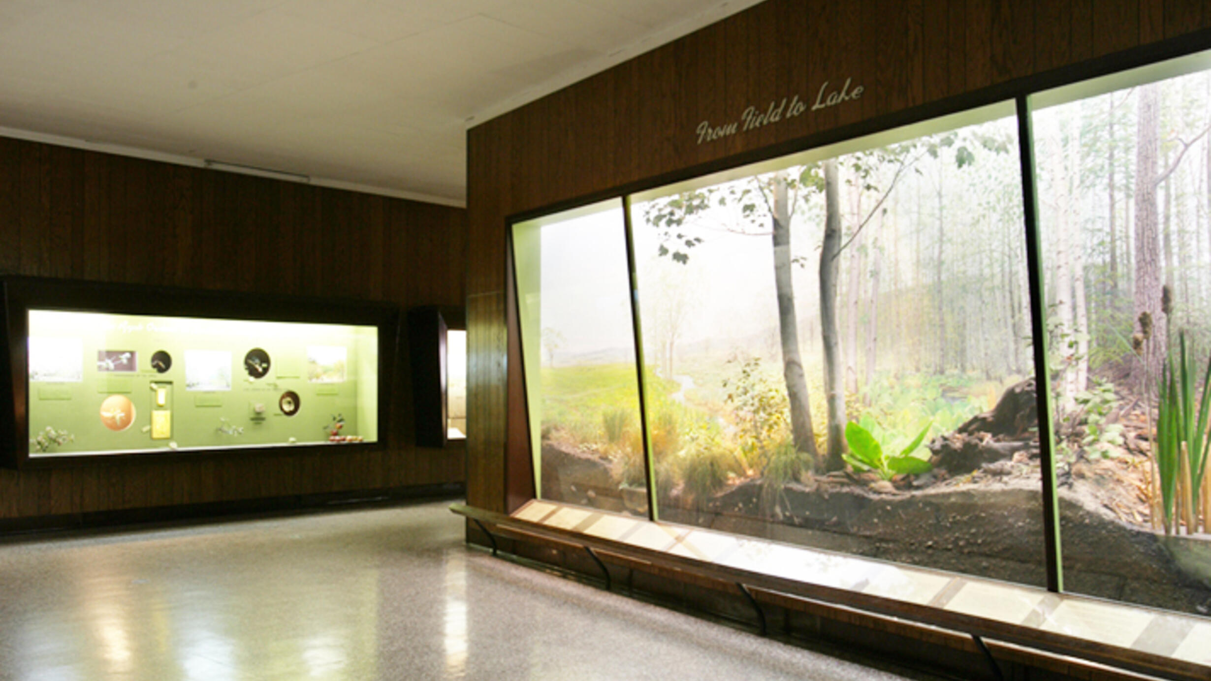 A diorama in the Hall of New York State Environment shows soil, plants, and tree species.