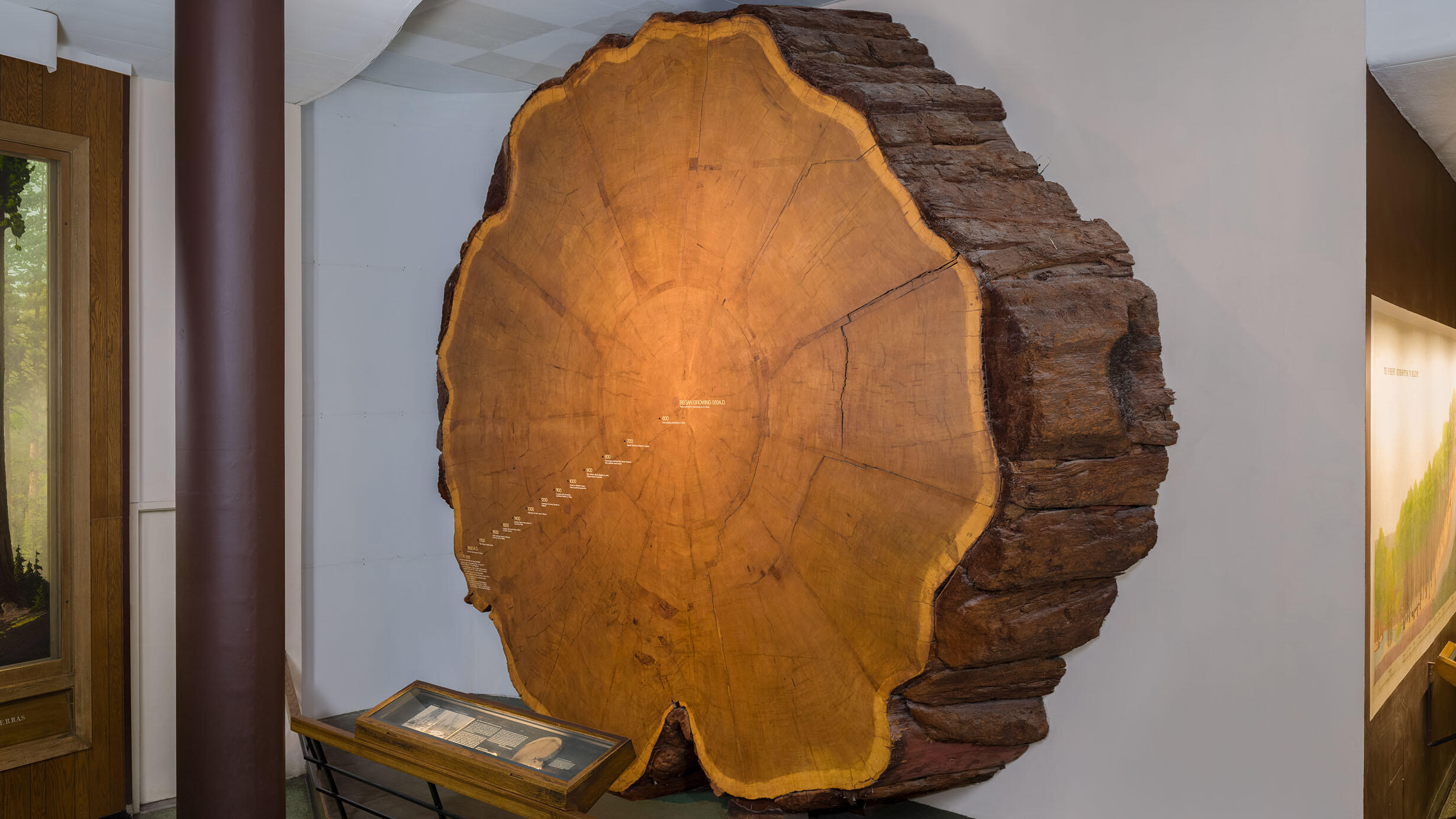 A massive, thick slice of a giant sequoia tree on display on a wall in the Hall of North American Forests. 