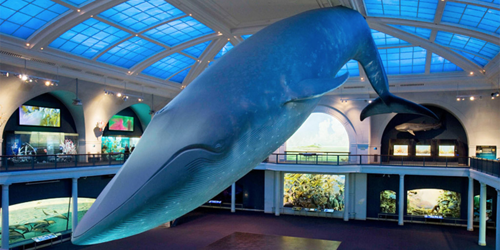 Blue Whale Model American Museum Of Natural History