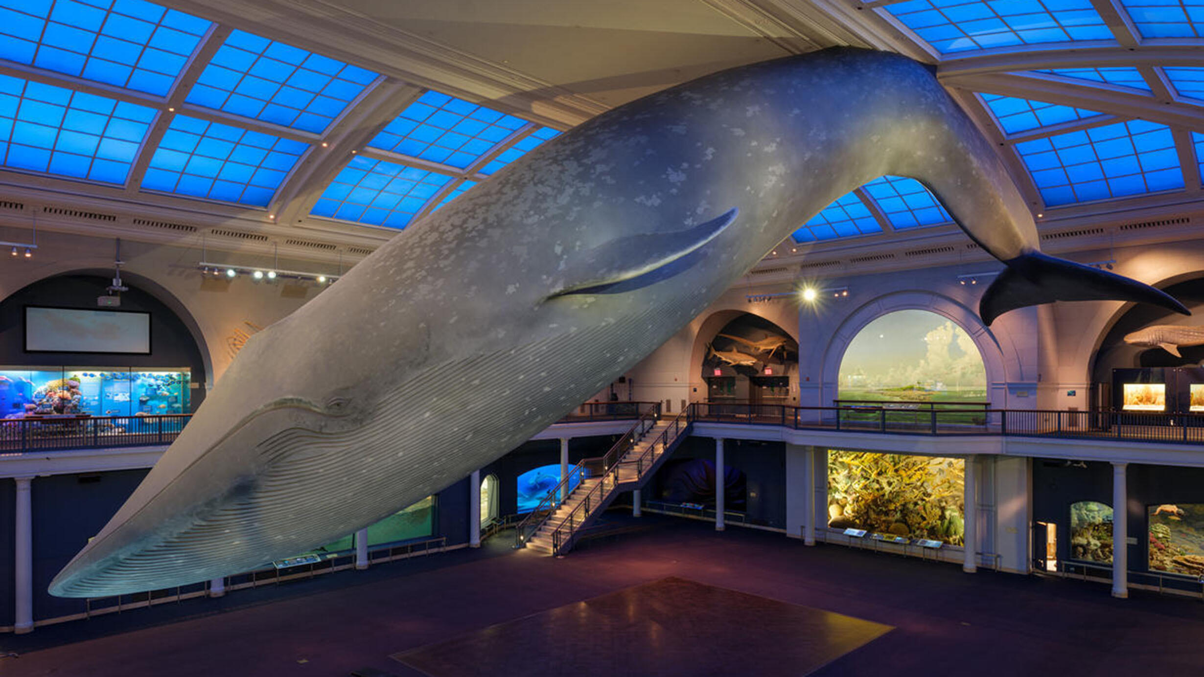 94 foot long fiberglass model of a female blue whale is suspended from the ceiling of the Milstein Hall of Ocean Life.