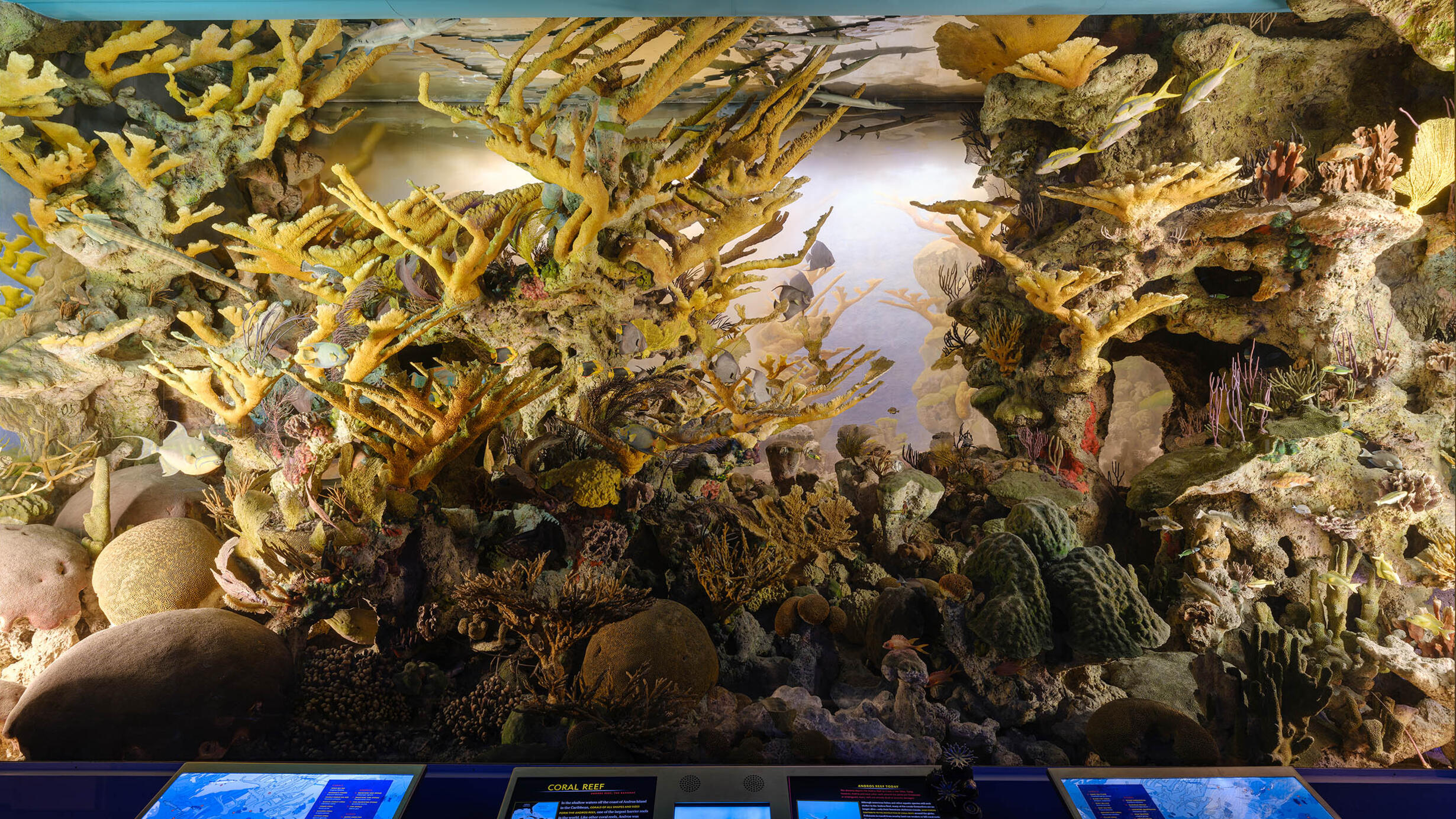 Museum diorama features coral specimens gathered in the field mixed with models created from detailed artists’ sketches.