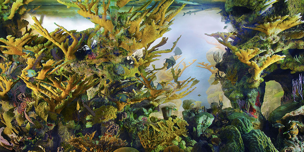 Andros Coral Reef Diorama Amnh