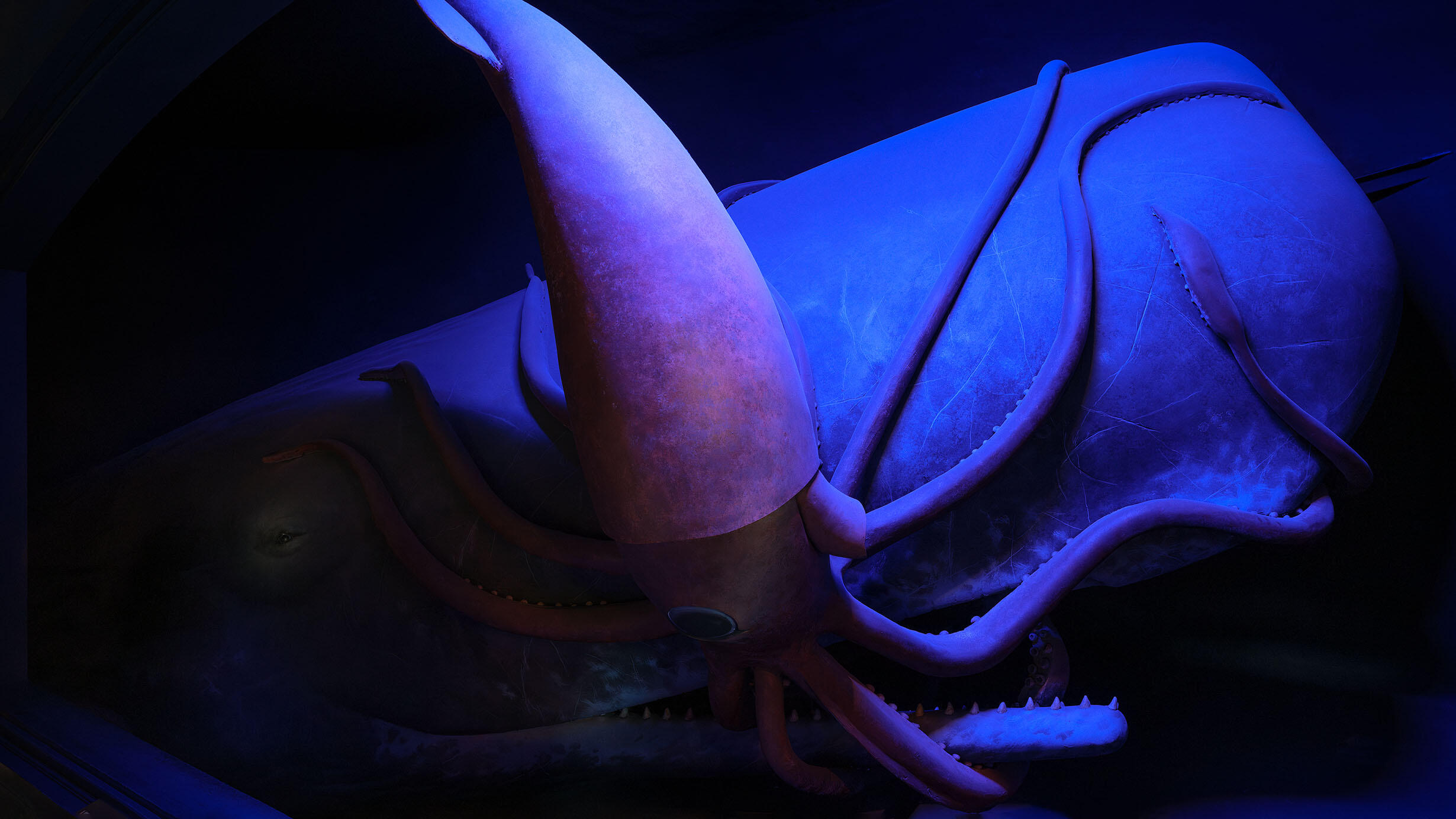 Dimly lit diorama depicting a giant squid clashing with a sperm whale with the squid's tentacles splayed over the sperm whale's face.