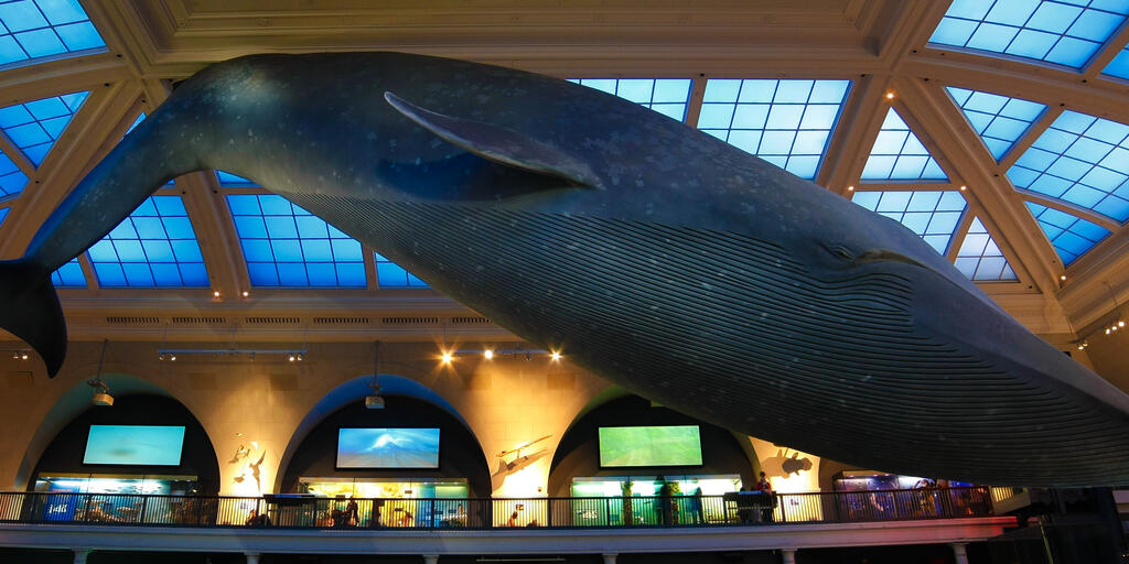 Museum Of Natural History