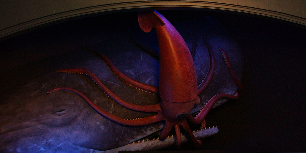 colossal squid display