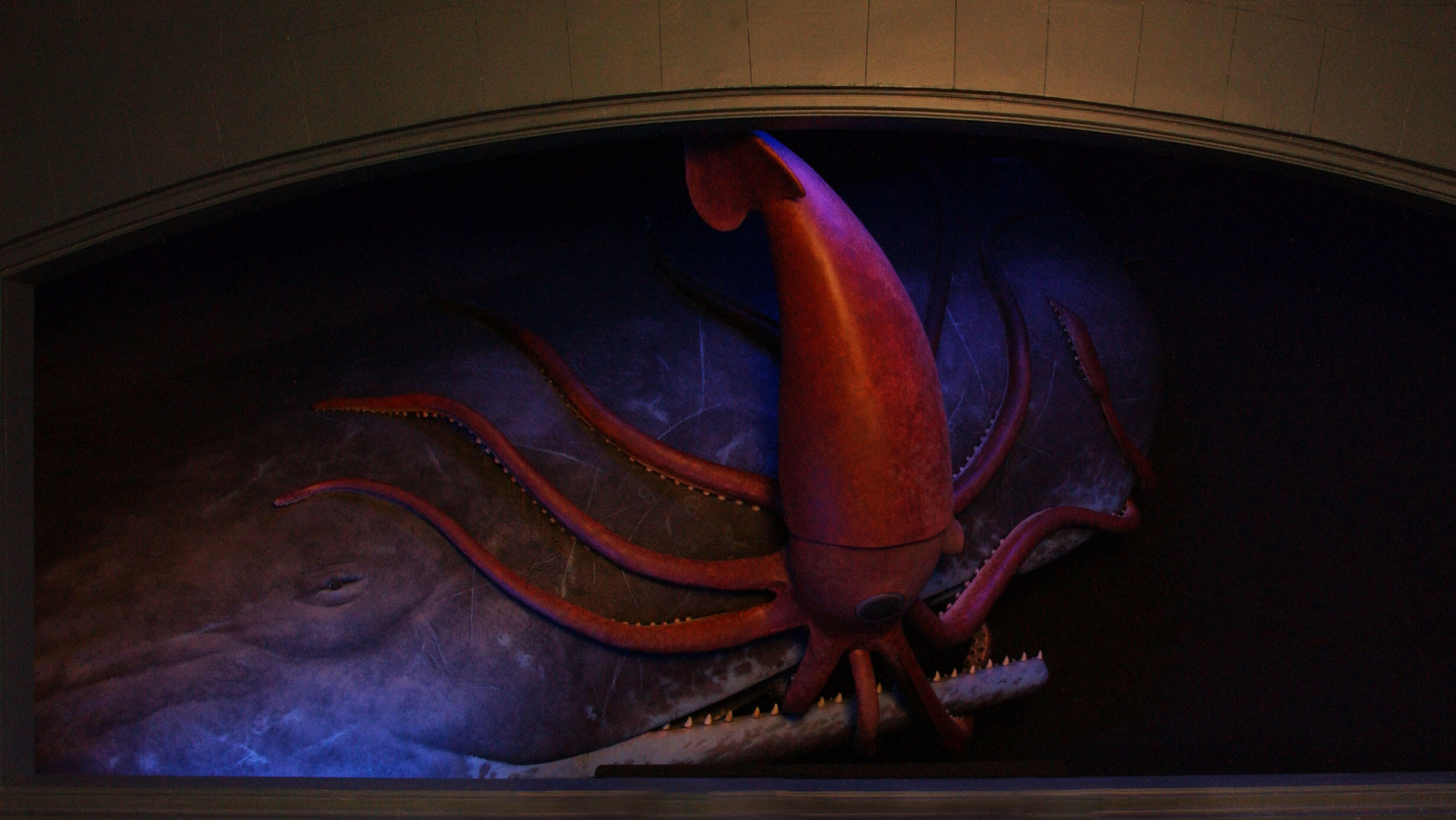 Museum diorama depicts a sperm whale attacking a giant squid.