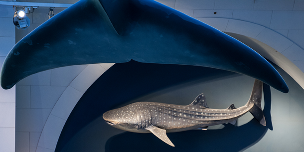 whale_shark_hero_image