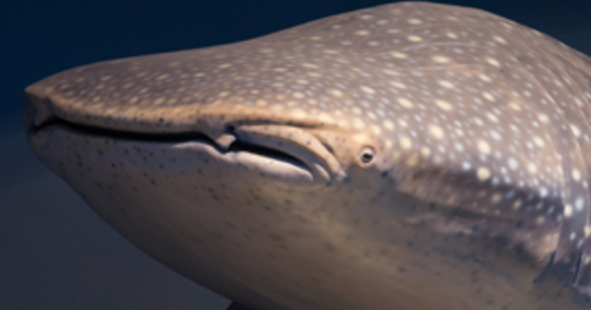 Whale Shark Model