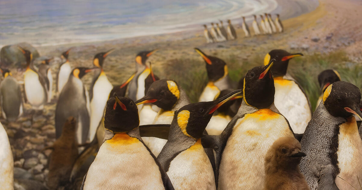 Birds Of The World Permanent Exhibit Halls Amnh