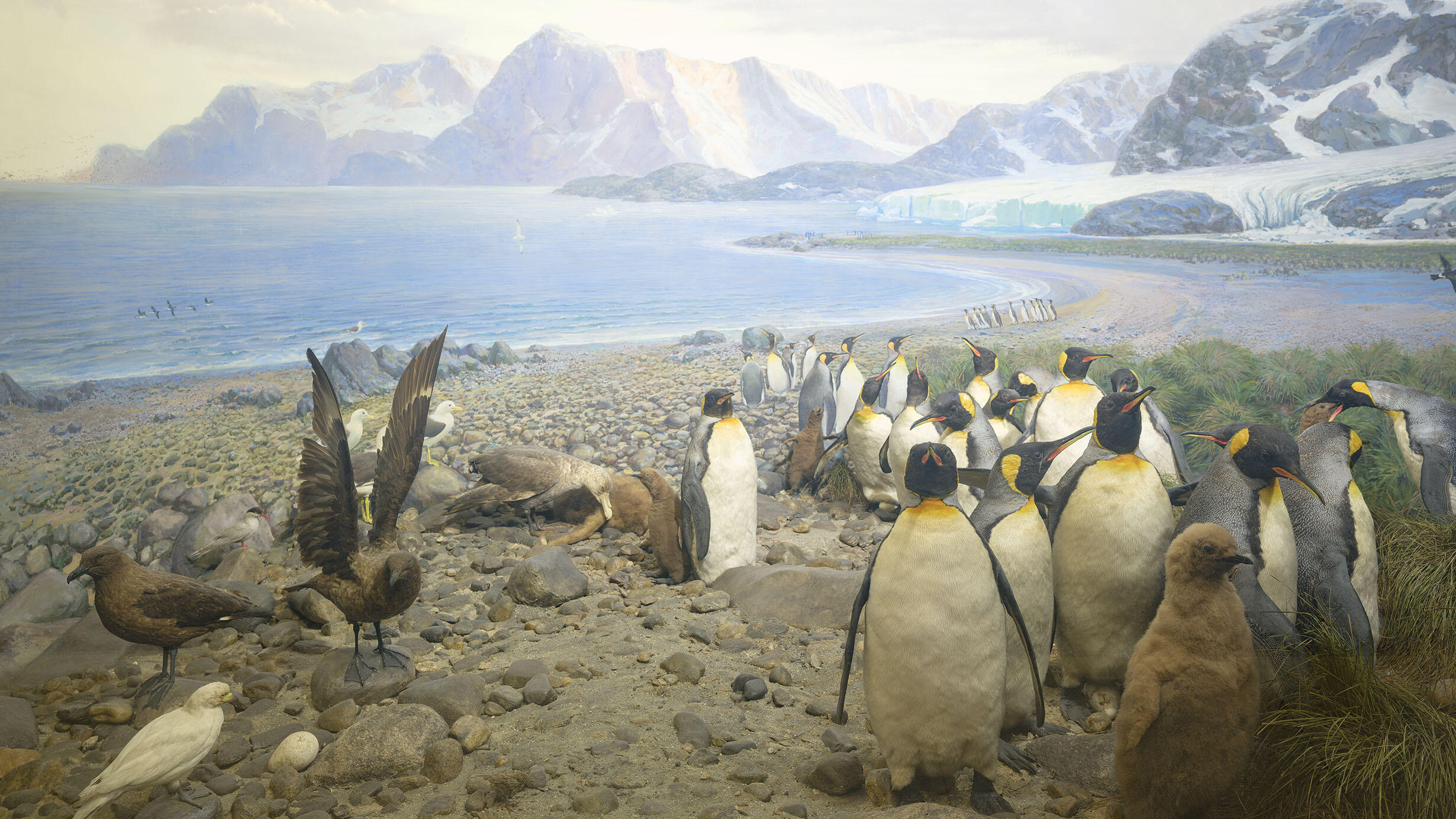 A diorama in the Museum's Hall of Birds, features King penguins with a painted landscape of mountains and coastline in the background.