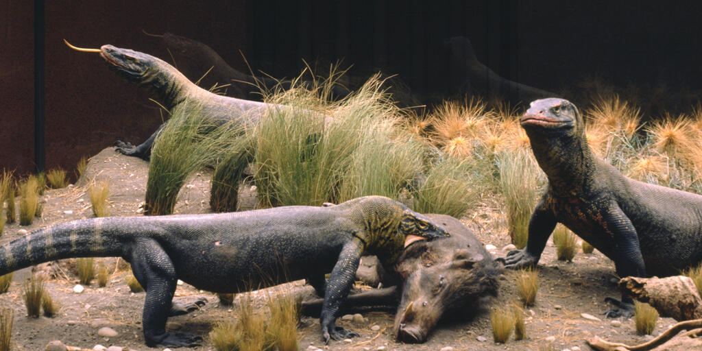Reptiles Amphibians Permanent Exhibit Halls Amnh