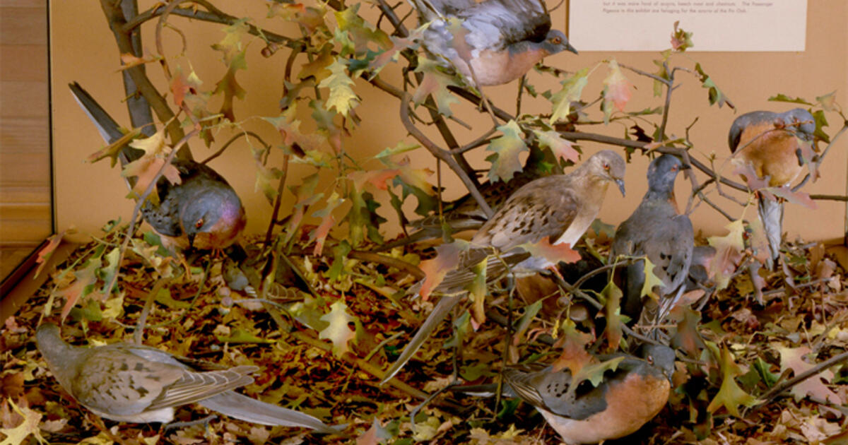 Passenger Pigeons | AMNH
