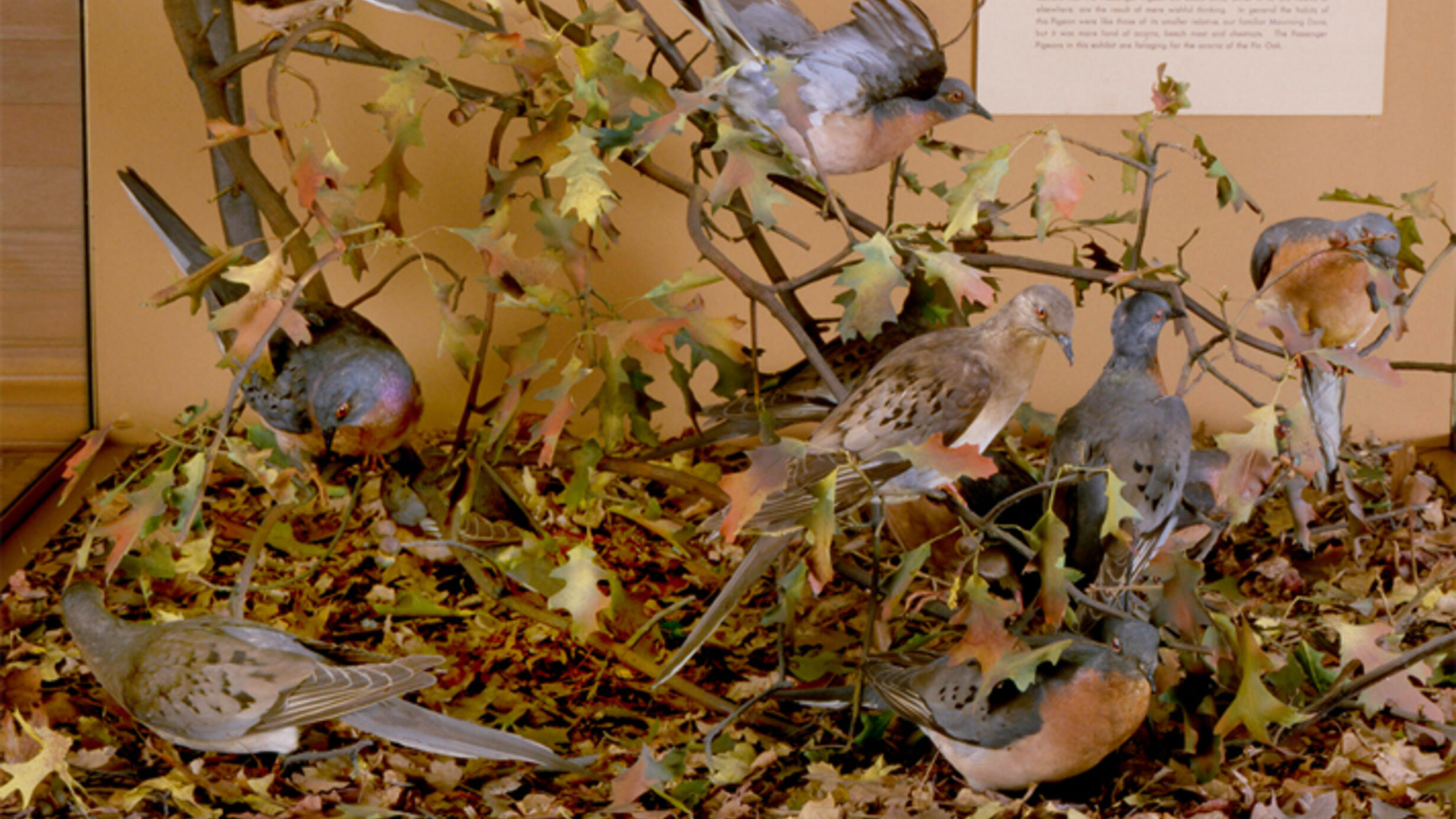 The Museum's exhibition case of passenger pigeons in leaf litter.