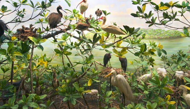 A diorama of Florida birds of diffferent species and sizes, perched on branches or on the ground near water.