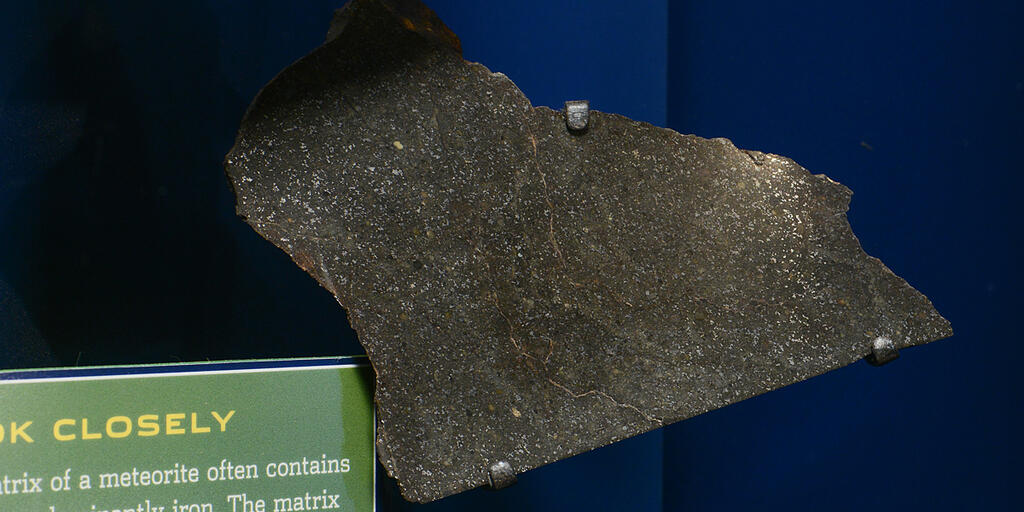 Weldona | AMNH