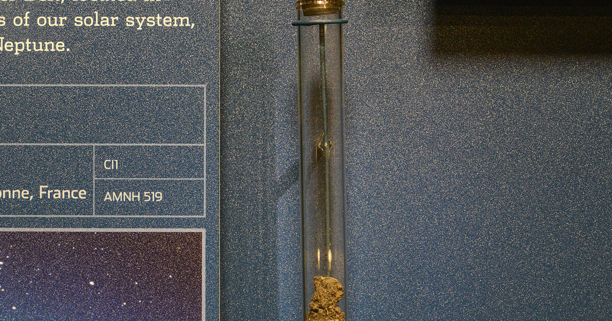 Orgueil Amnh