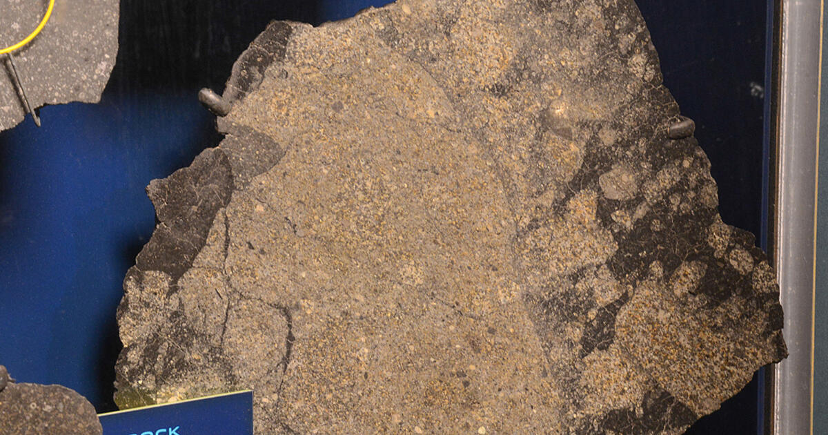 Paragogs Paragould | AMNH