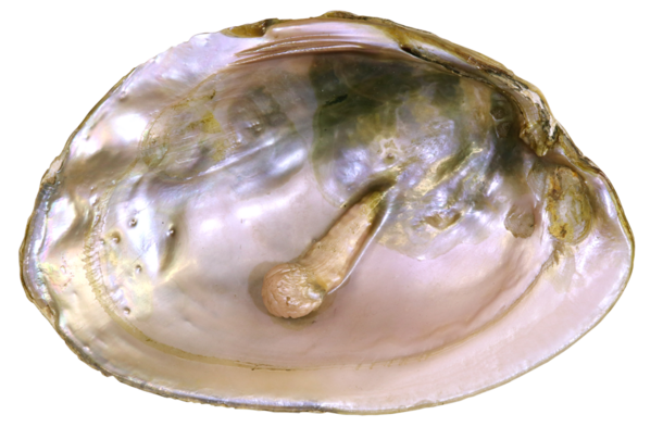 Pearl forming inside an oyster shell.