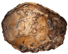 Large, oval-shaped slab of petrified wood.