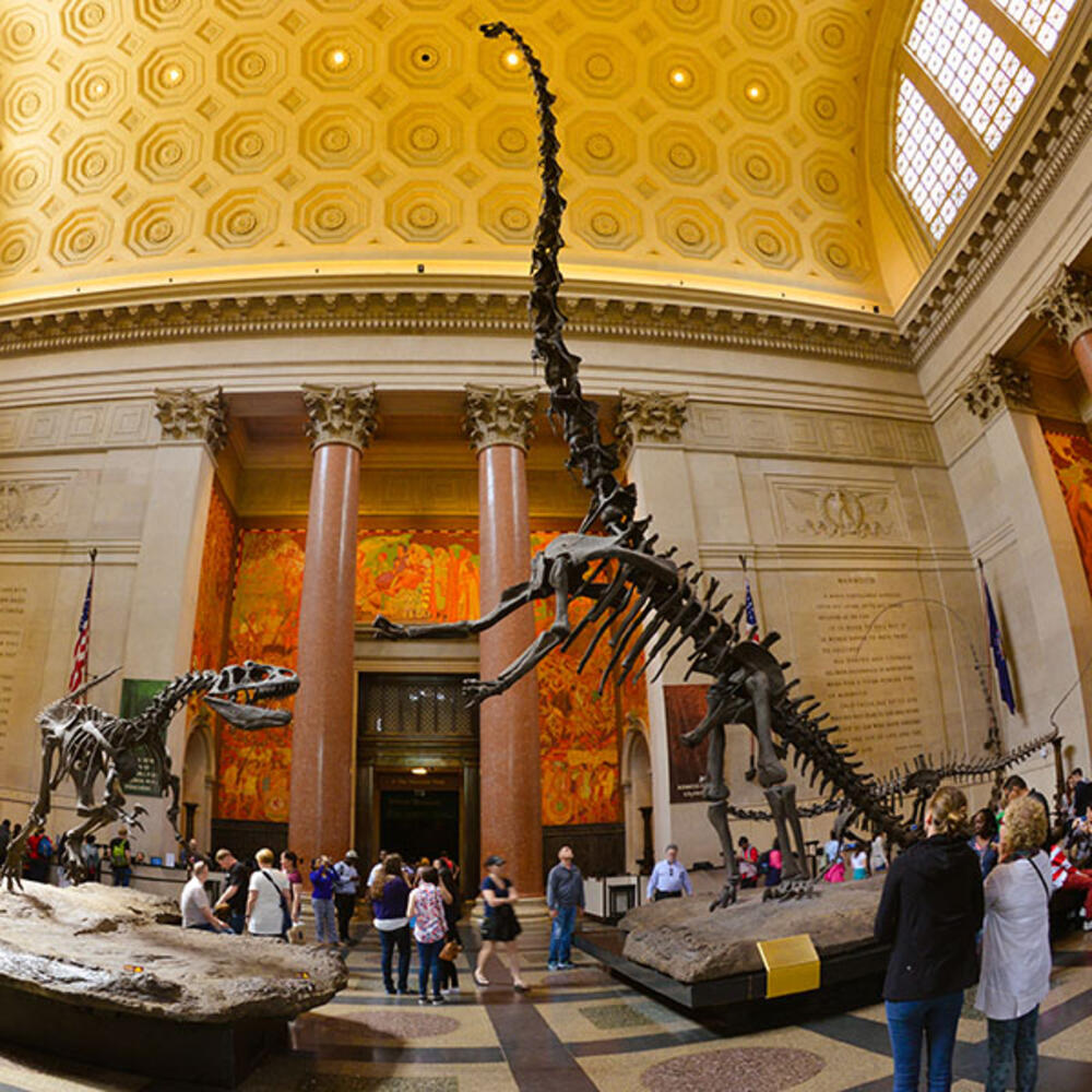 The Allosaurus and Barosaurus dinosaur mounts in a dramatic staged face-off in the Theodore Roosevelt Rotunda. 